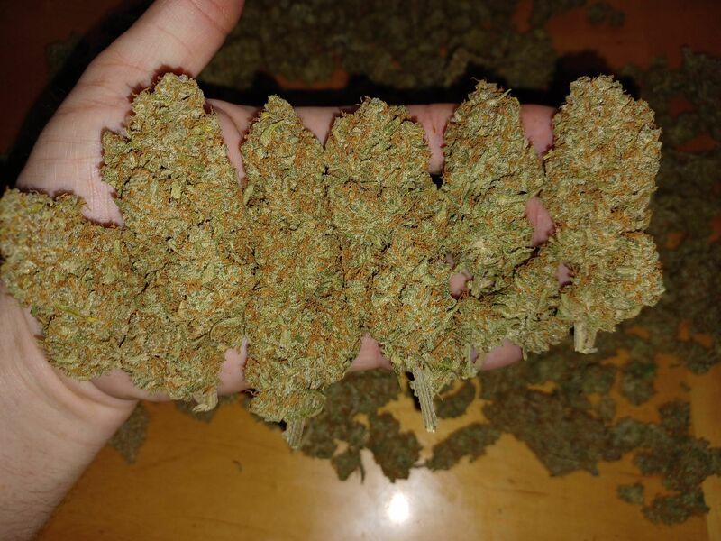 Guava Auto, Фасовка: 5, изображение 30